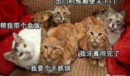 猫咪再见娱乐吃瓜酱,揭秘娱乐圈幕后趣闻